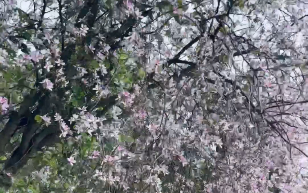 [图]踏青回来，一路的紫荆花，心情真美！