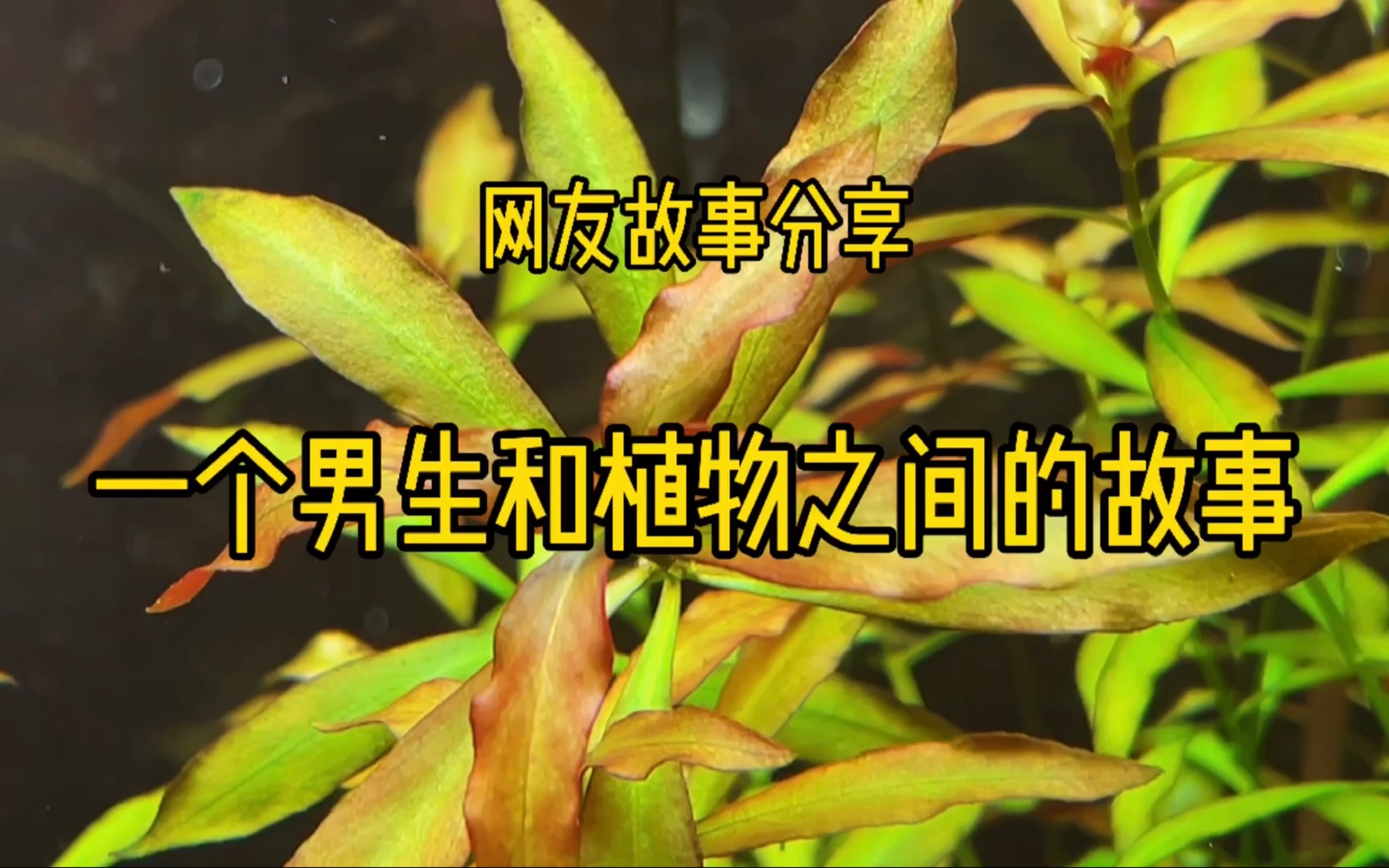 一个男生和植物之间的故事哔哩哔哩bilibili