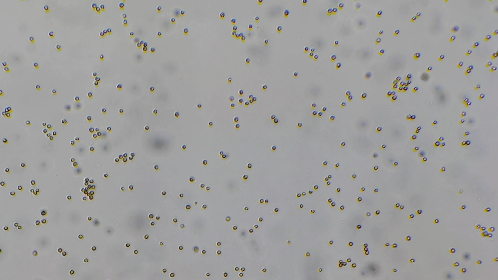 海洋中的微小型浮游单细胞藻类之一的球等鞭金藻.