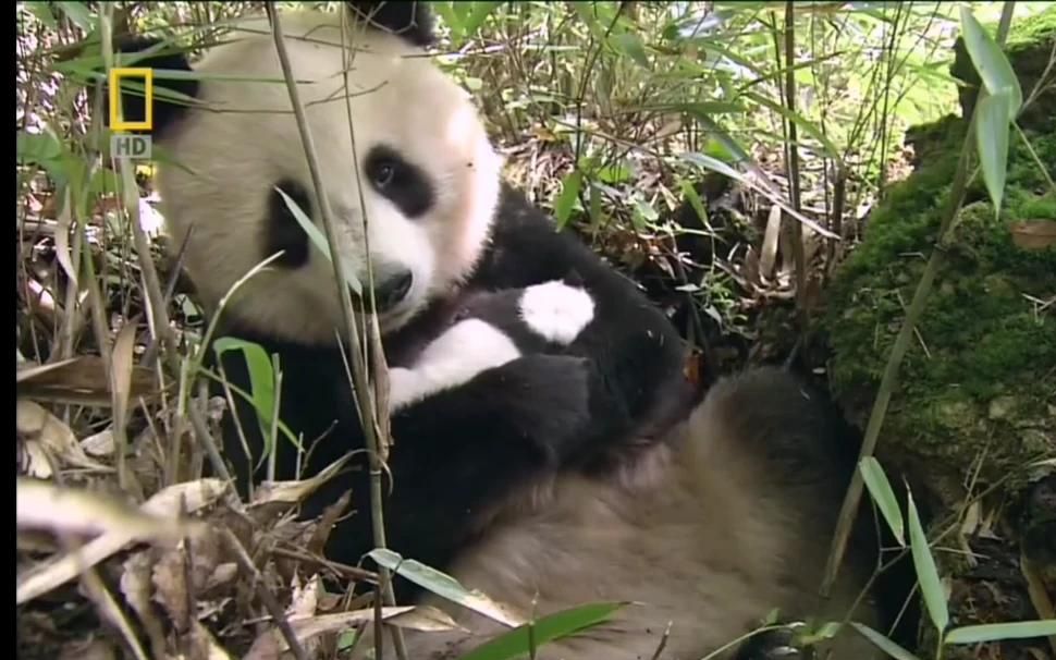 [图]野生大熊猫：熊猫妈妈在竹林里，小心翼翼的抱着宝宝