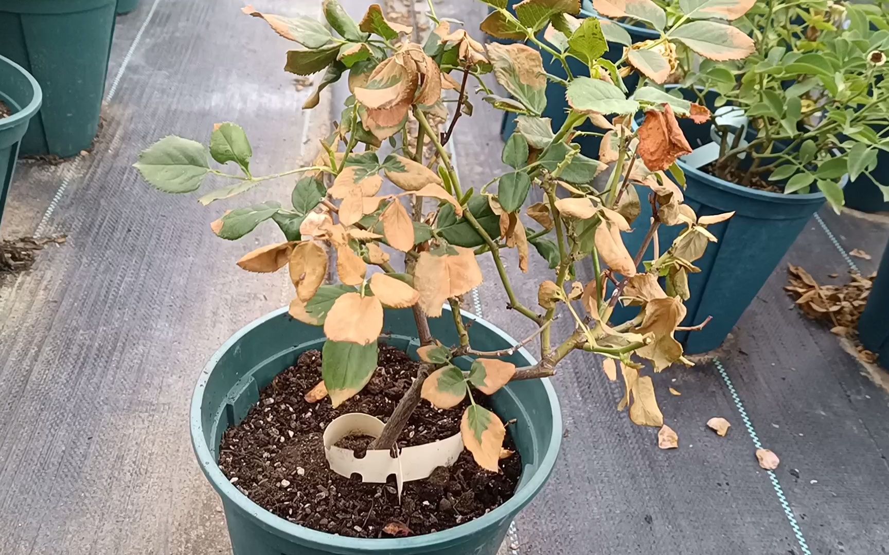 最近没施肥,月季也出现了烧根的情况?可能是这2个原因导致