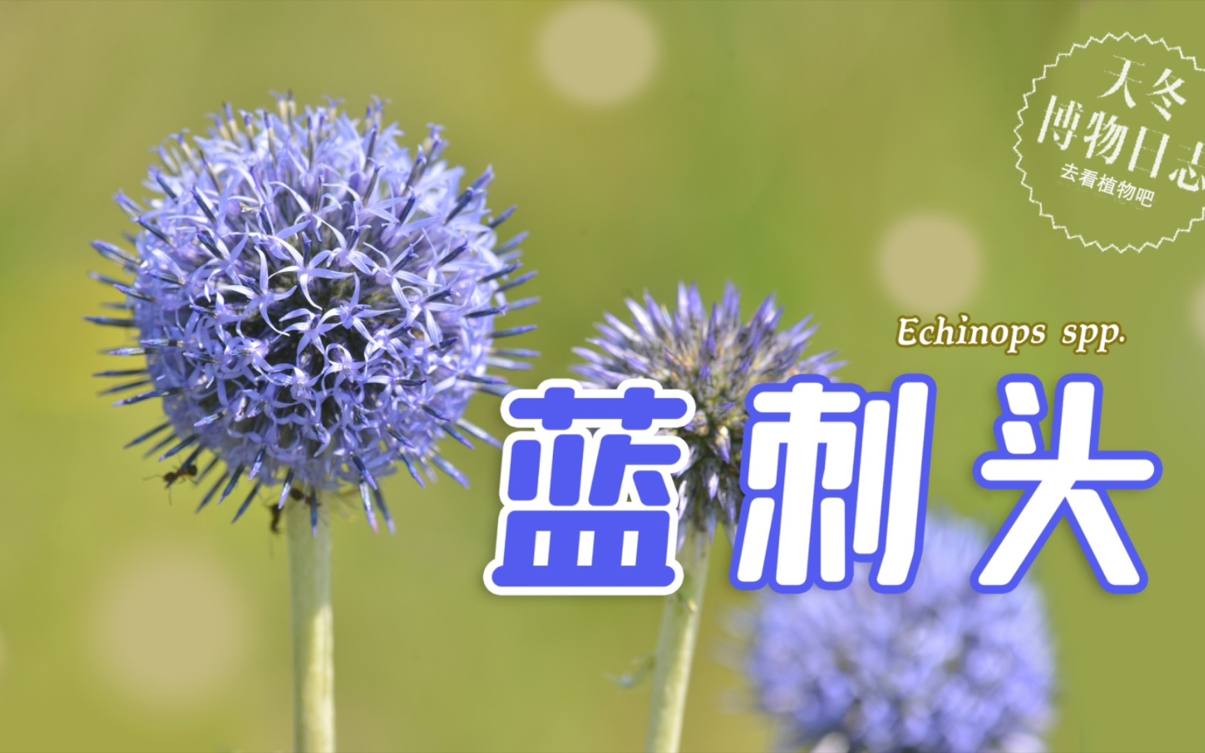 [图]蓝刺头，野生刺球！驴也被它欺负了【天冬博物日志】【去看植物吧】