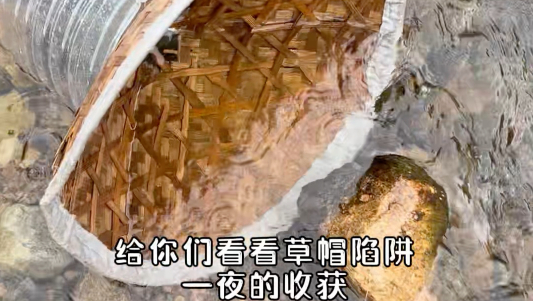 解锁100种淡水鱼图鉴 第6集