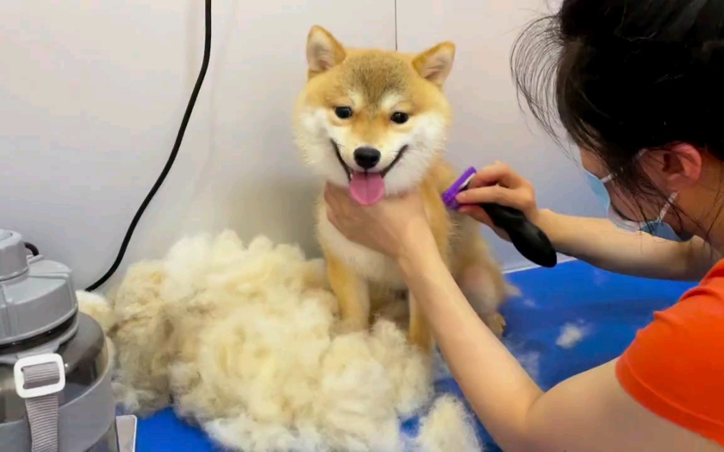 每只狗的身上都有毛毛,我们一起数毛毛