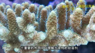 下载视频: 海缸 钙镁KH的作用 1