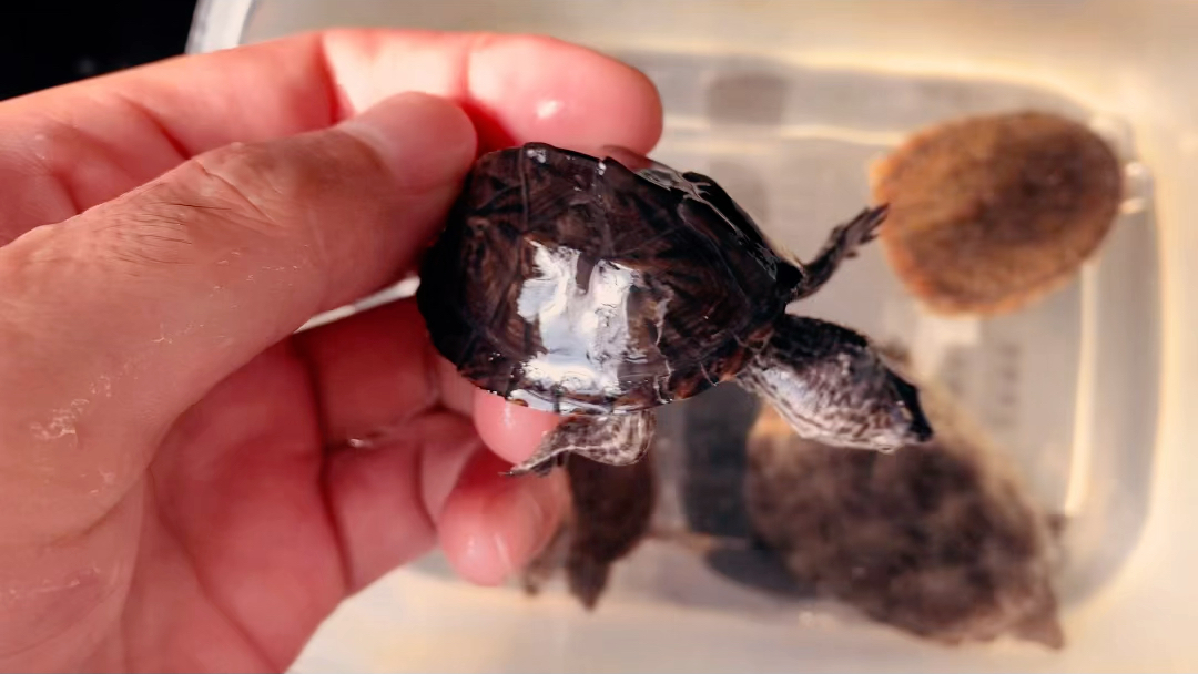 老版巨头蛋龟苗