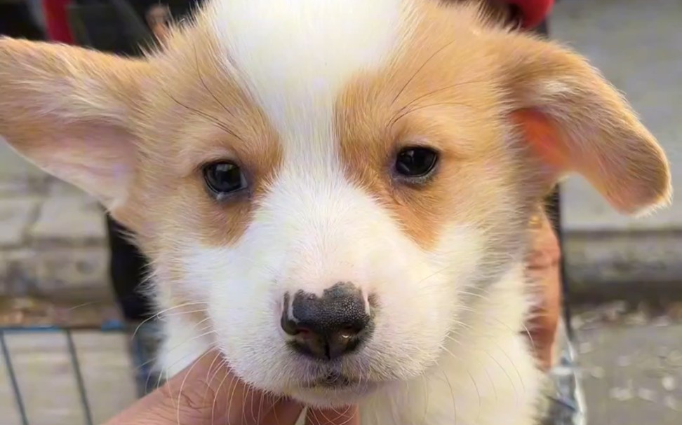 这小柯基,价格太合适了!