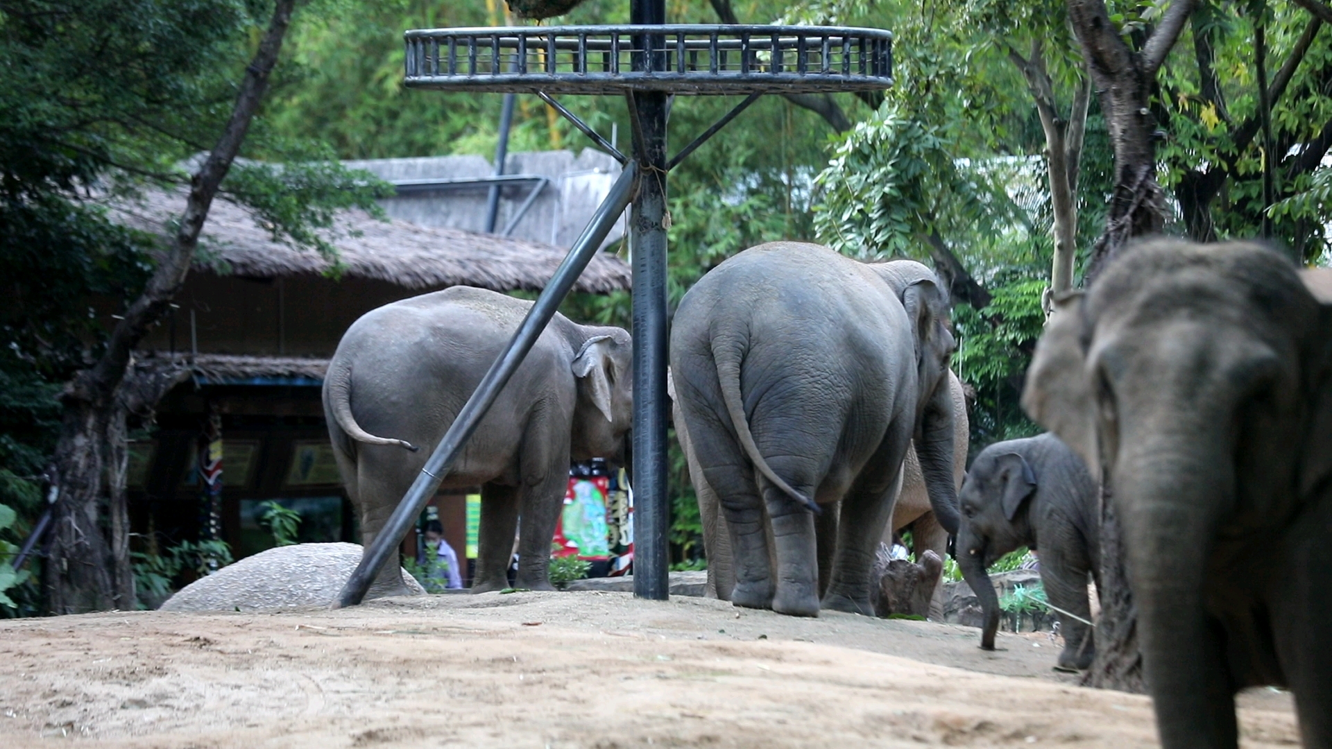 肥美猪只给背影22秋