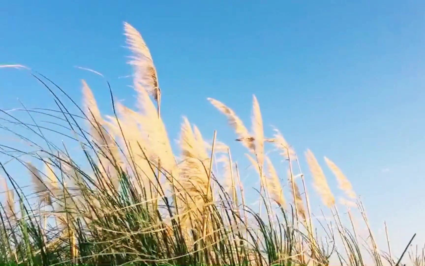 [图]风吹草动的美丽景色