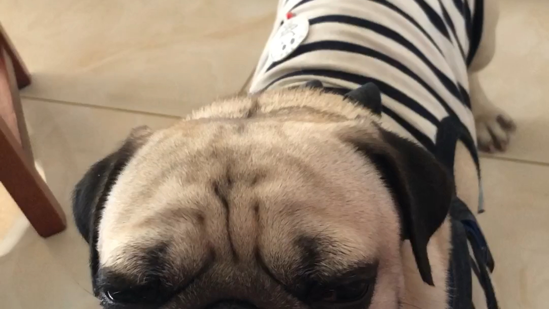 站着打瞌睡困成狗了