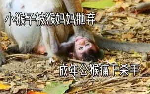 Download Video: 小猴子刚被猴妈妈抛弃，就被成年公猴掳走了，他还能活下去吗？