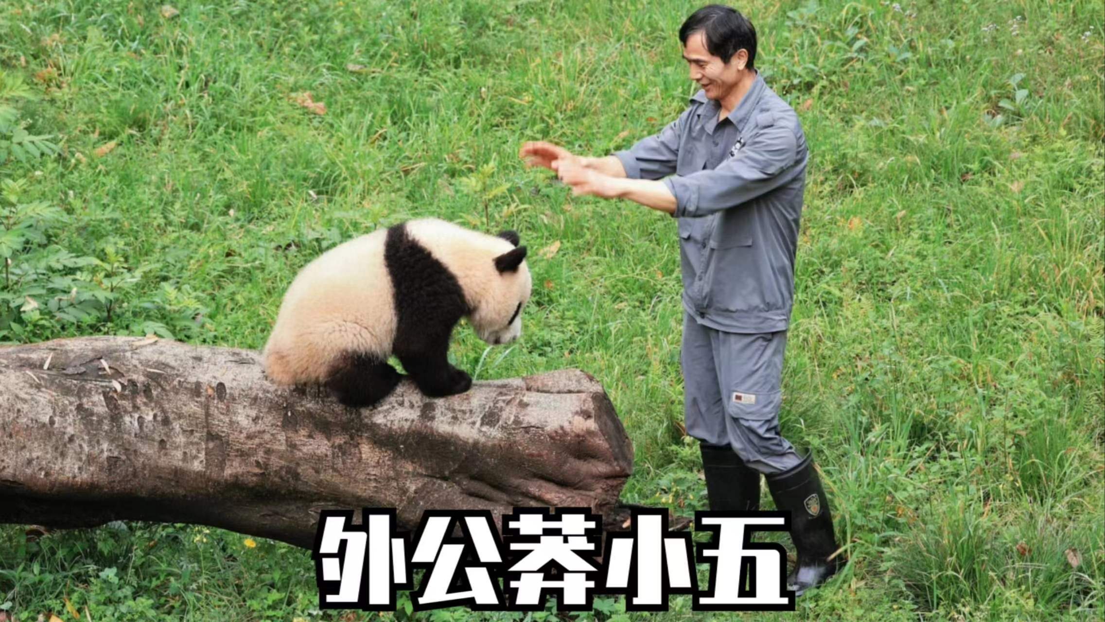 莽小五体重已经越长越重,外公已经有点抱不动小五