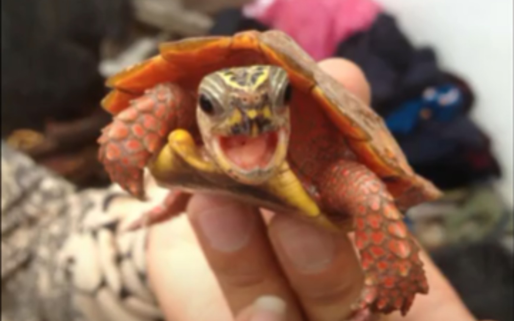 【海南枫叶龟】为生存而战(一)