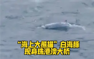 Download Video: “海上大熊猫”白海豚现身珠港澳大桥！警方将其护送至安全海域