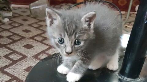 狸花猫的二胎 又生了一只灰色狸花 这次还是白手套的 哔哩哔哩 Bilibili