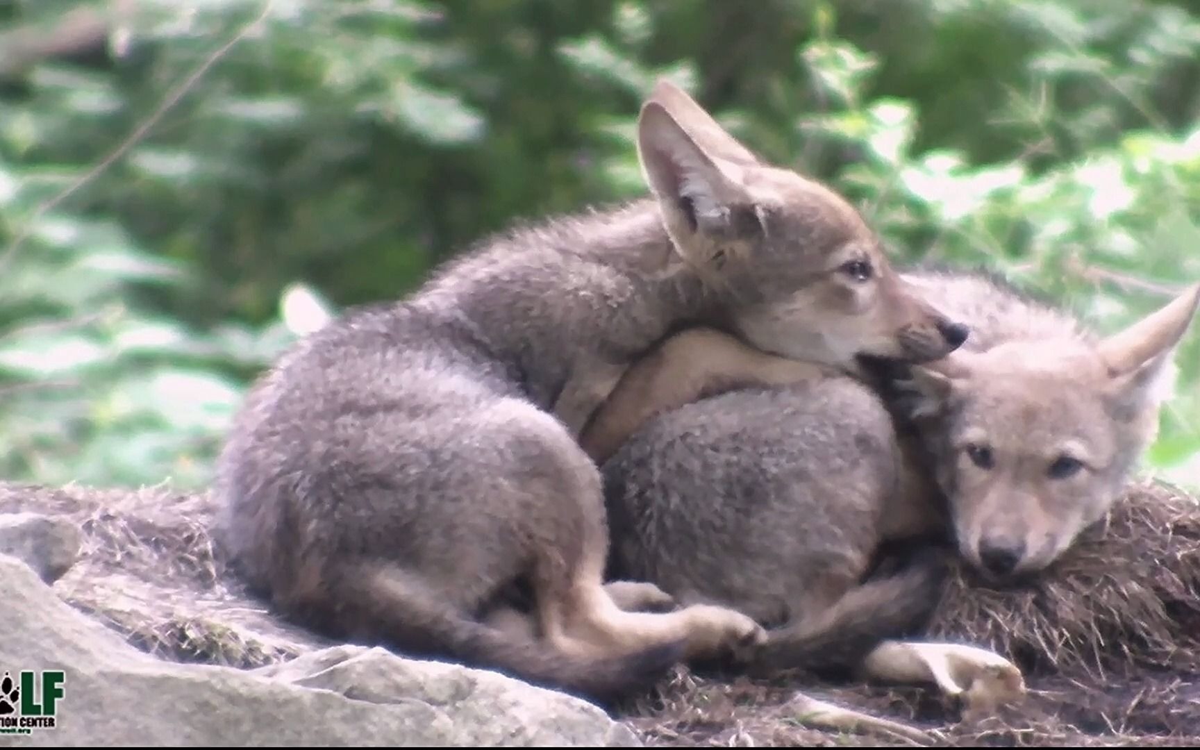 [图]Cute, Cuddly Red Wolf Pups Share a Snooze and a Nibble