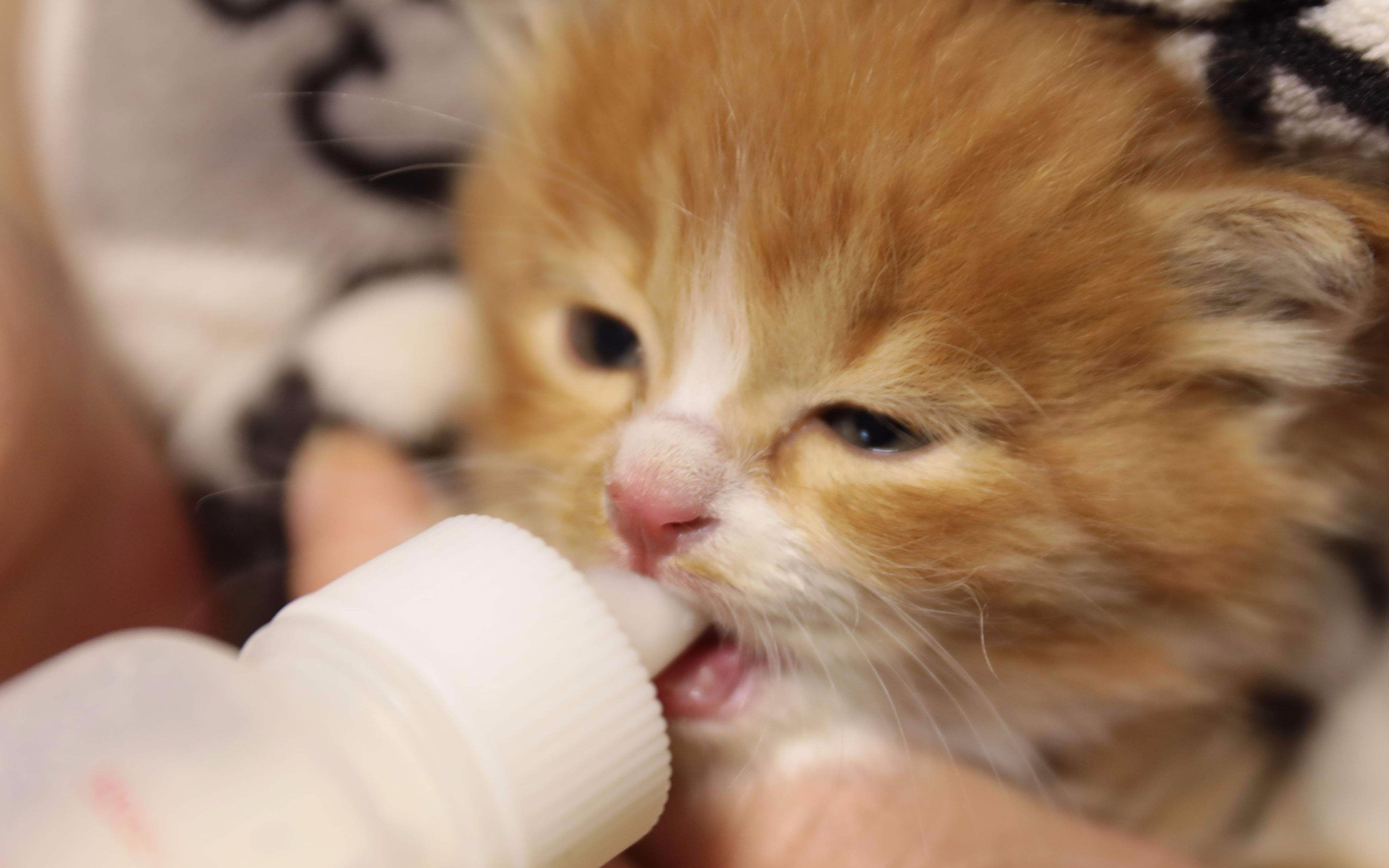 【吸猫】这个喝奶的姿势笑死我了,哈哈哈嗝~_哔哩哔哩 (゜-゜)つロ 干