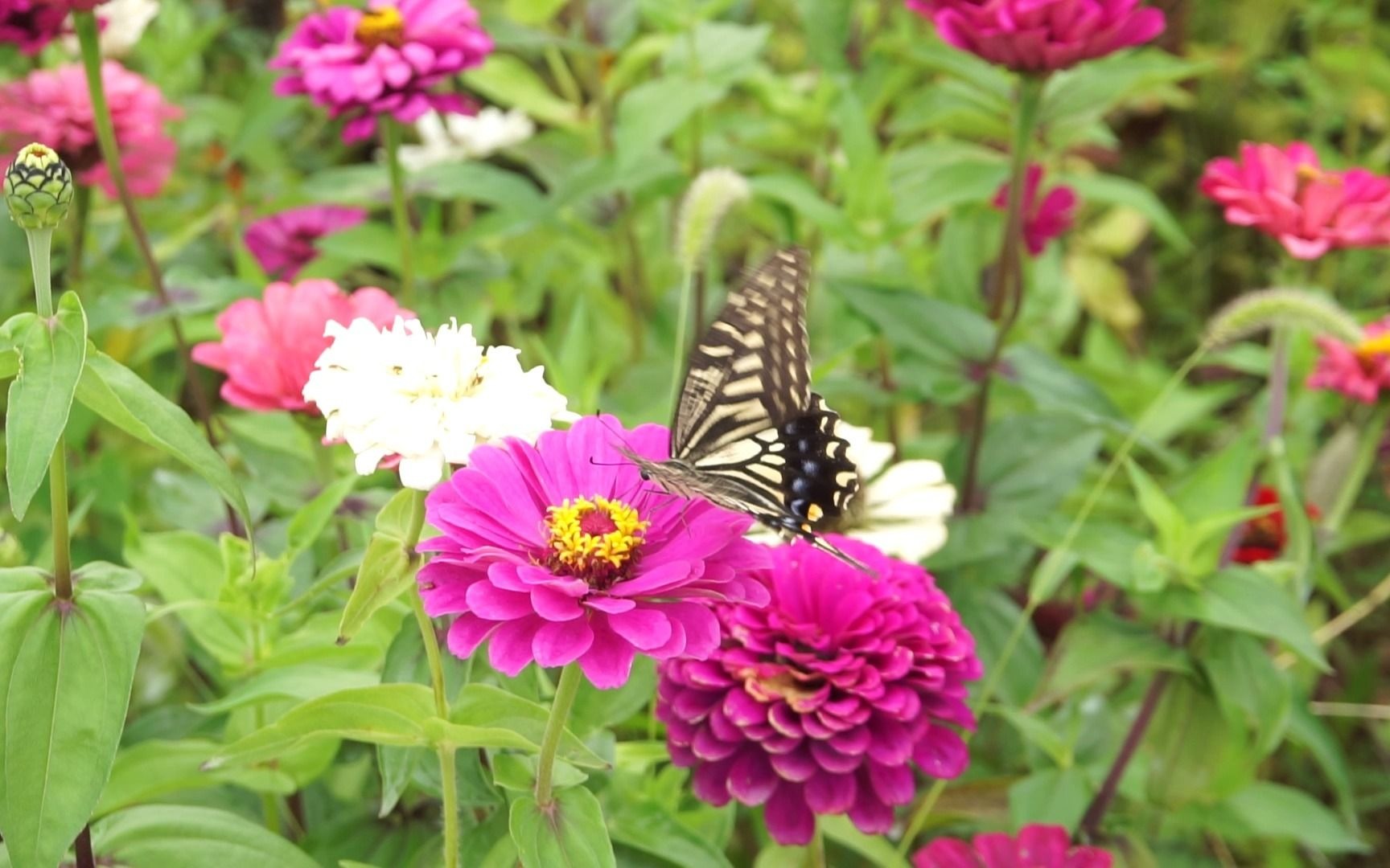花开,蝴蝶,美景,惬意,vlog, shot sony a5100 16 55 f8 gm