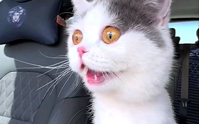 极度焦虑的猫咪
