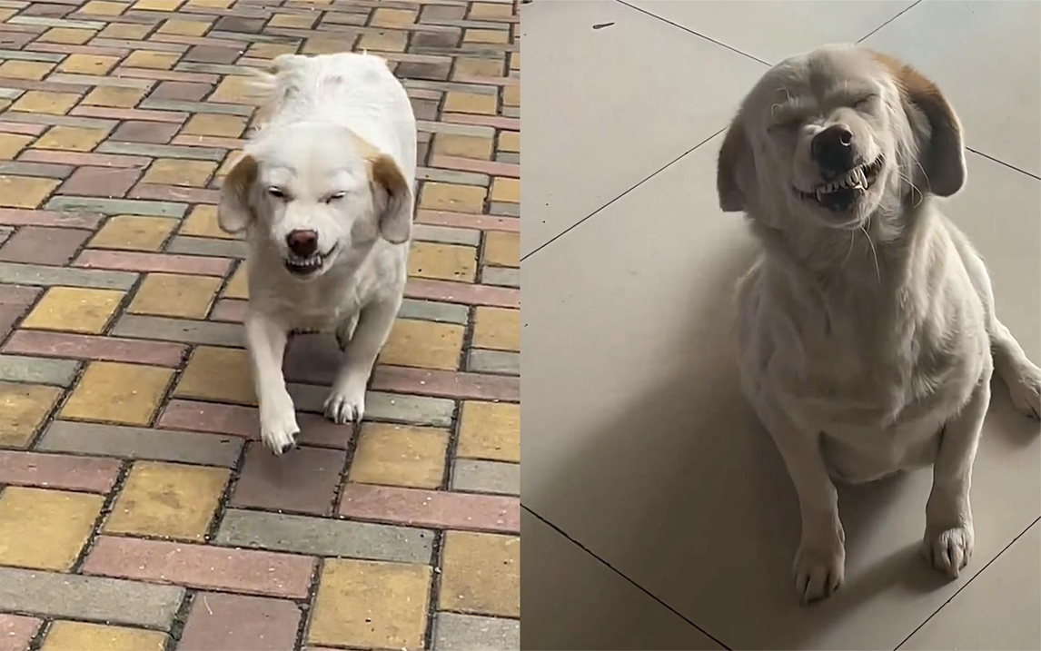 一脸谄媚狗子犯错后呲牙眯眼笑着讨好主人伸手不打笑脸狗