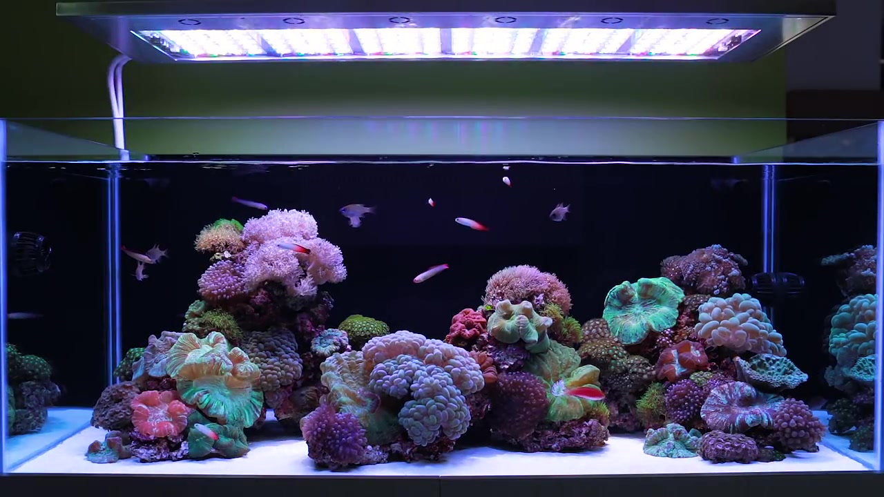 海缸状态超好的软体珊瑚缸