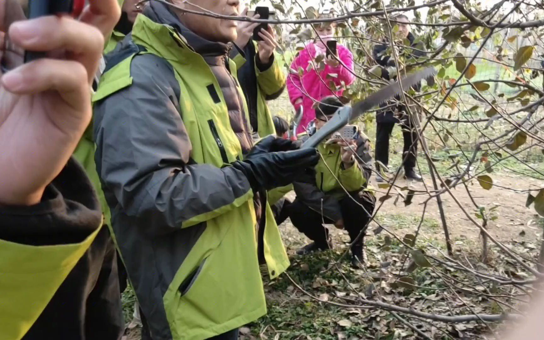 苹果树冬季修剪,理论观念不能偏哔哩哔哩bilibili