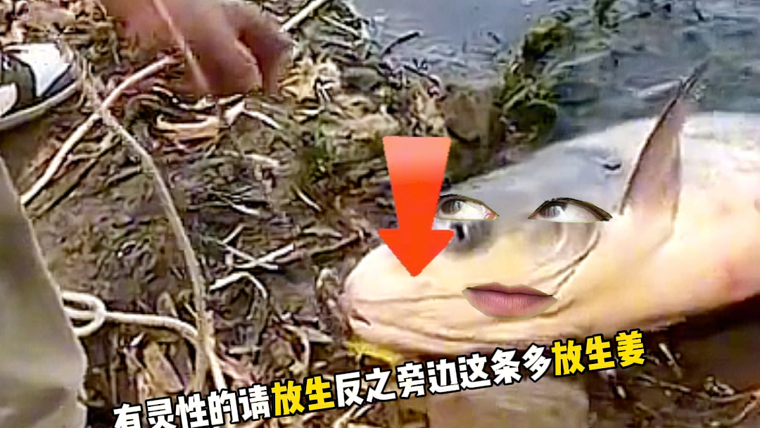 庄周的鱼有解控-全网搜撒欢-全网搜撒欢-哔哩哔哩视频