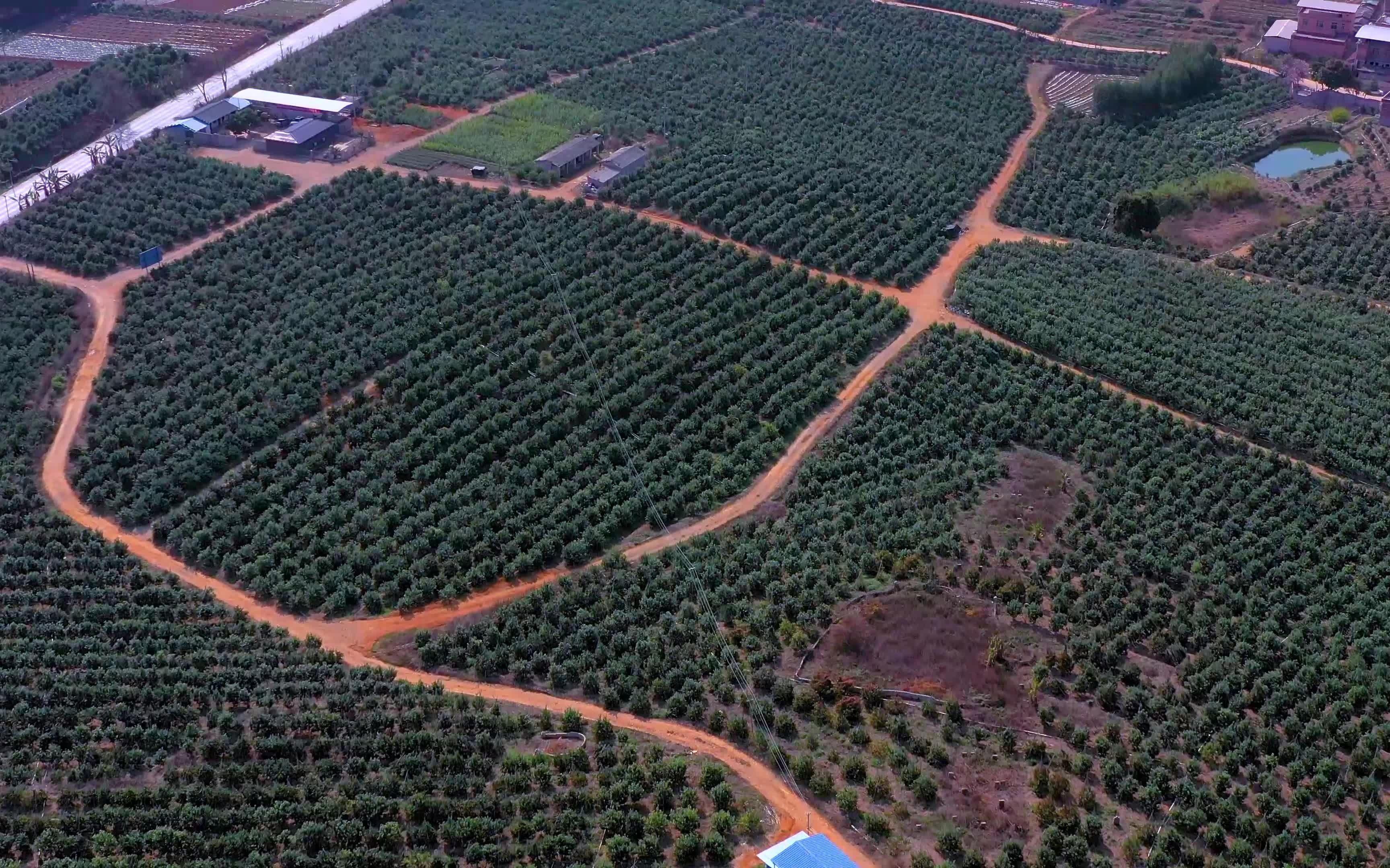 活动作品中国沃柑看武鸣武鸣郊外的沃柑果园基地