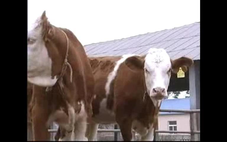 肉牛养殖技术之养殖场建设 疾病预防与治疗饲料配比管理催肥育肥哔哩哔哩bilibili