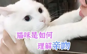 下载视频: 猫咪是如何理解亲吻