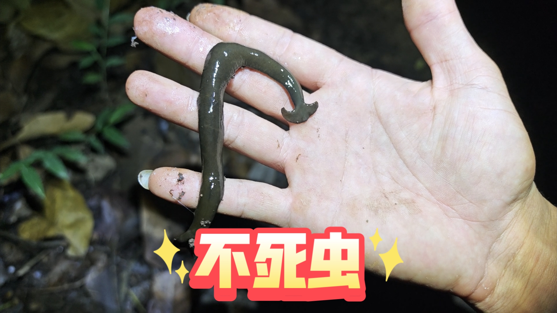 拥有无限再生的不死虫