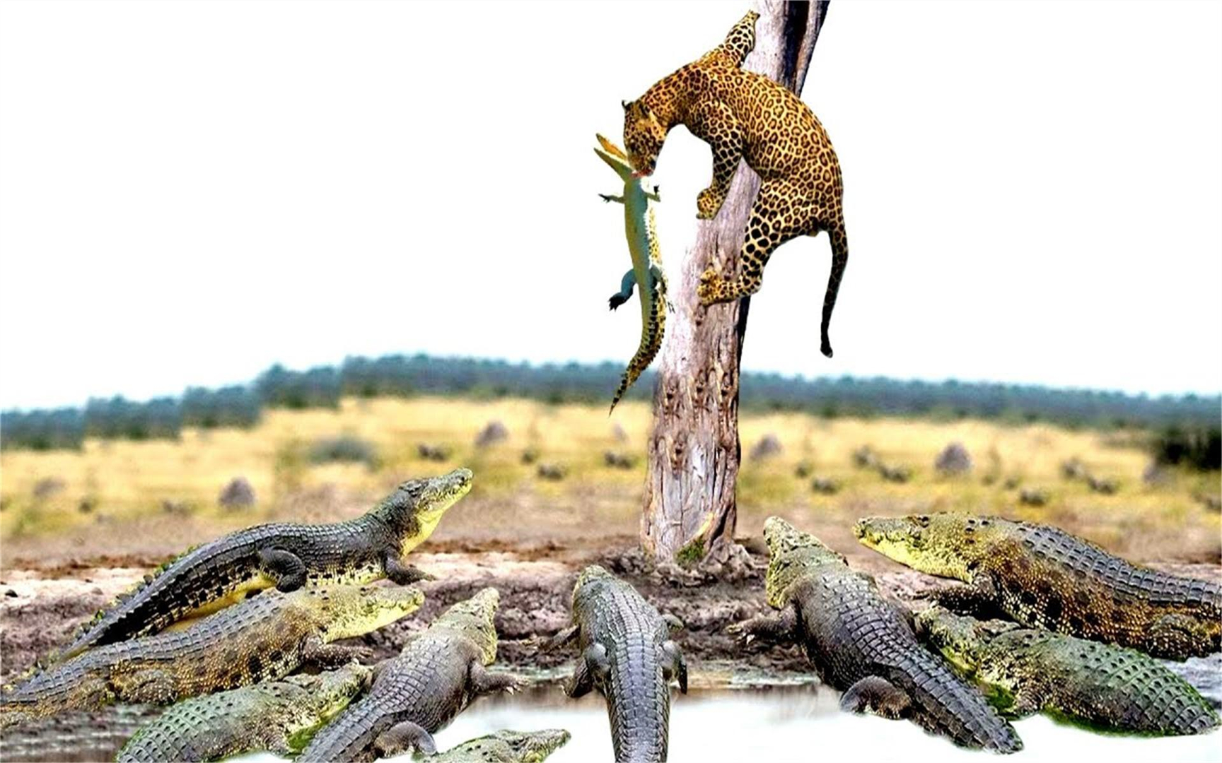 豹子在空中飞翔时如何捕捉巨鸟,精彩的捕猎场景!