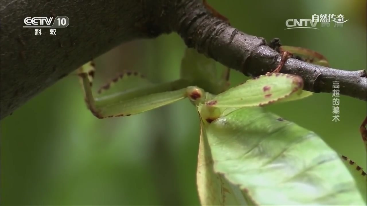 [图]【CCTV科教】自然传奇——高超的骗术