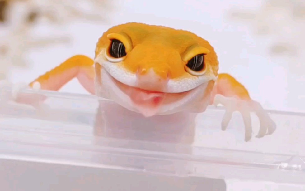 会笑的守宫,你喜欢么?_哔哩哔哩_bilibili