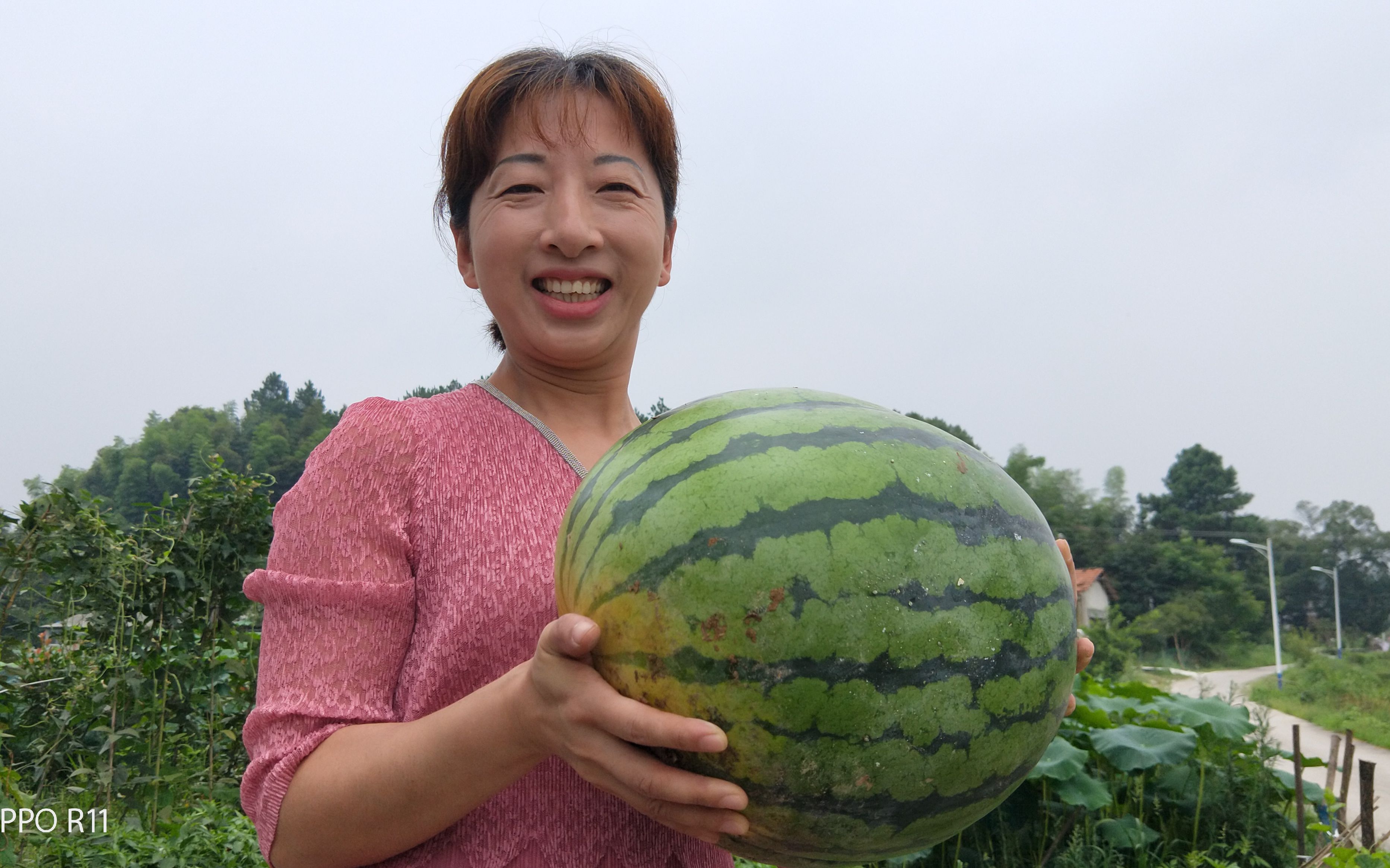 三妹家西瓜地大丰收,随手栽一个足足有20斤,城里要卖七八十_哔哩哔哩