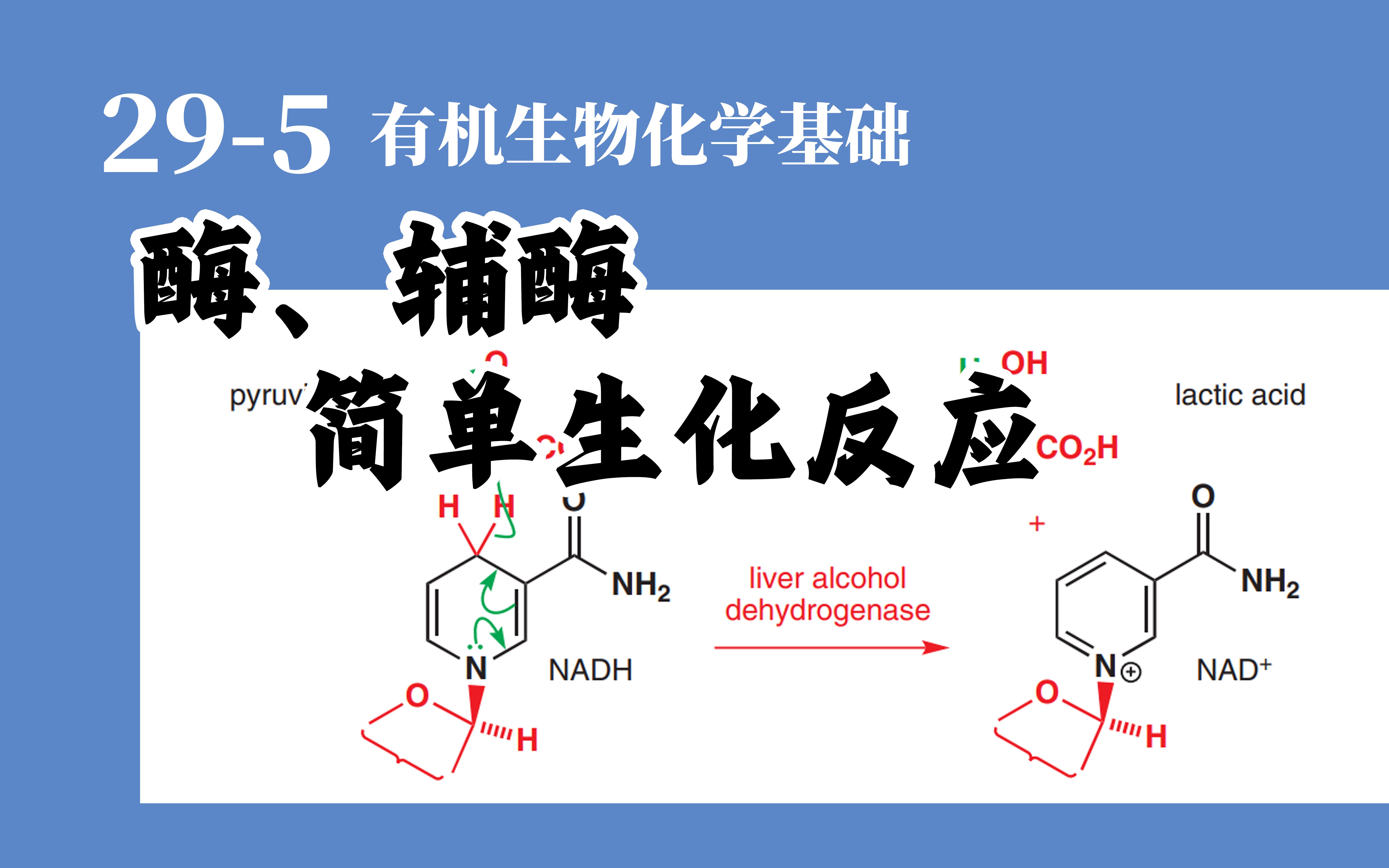 基础有机化学 L295 酶/辅酶,简单生化反应哔哩哔哩bilibili