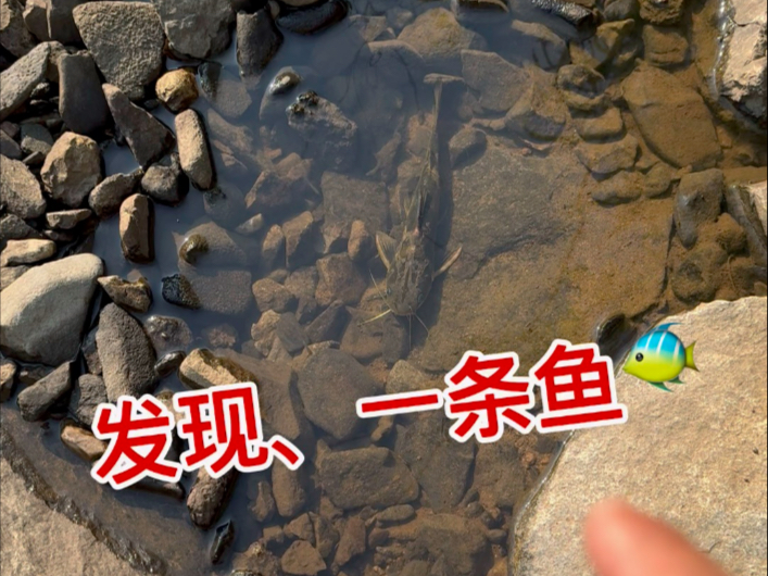 发现一条鱼……