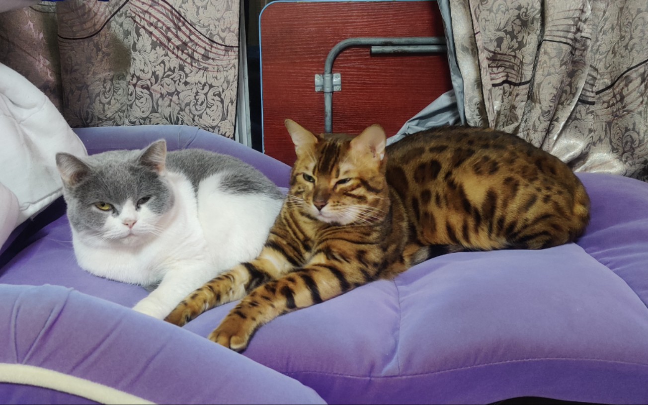 禽兽!放开那只母猫!