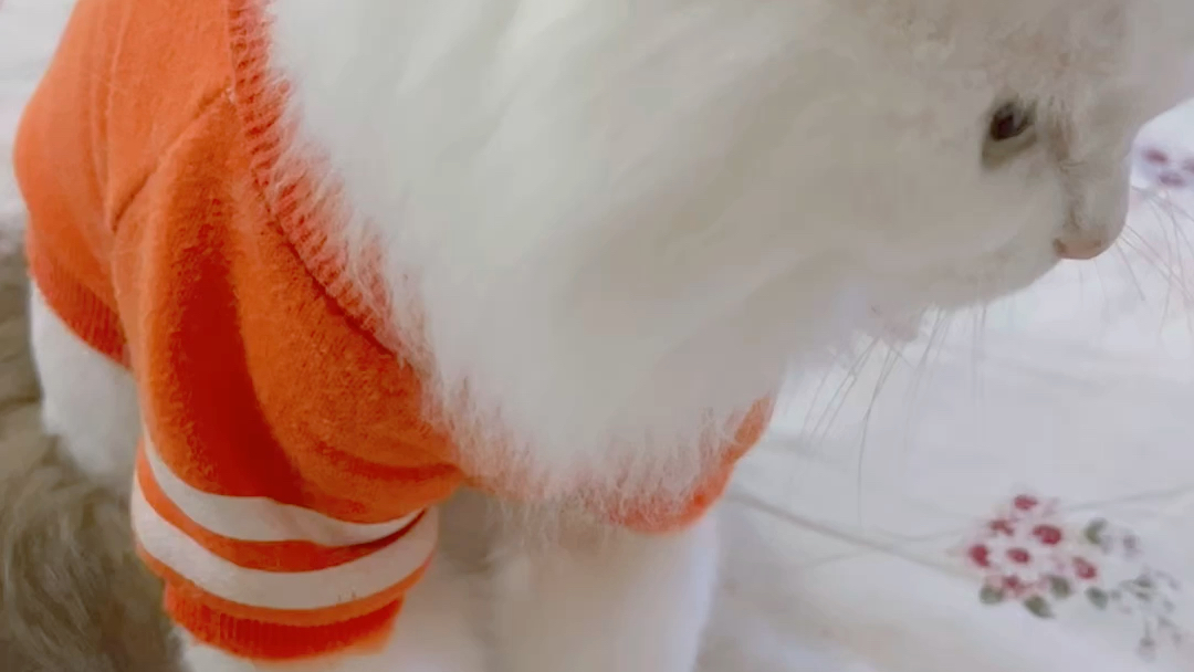 活动  你家的小猫咪也有囊囊揣嘛!