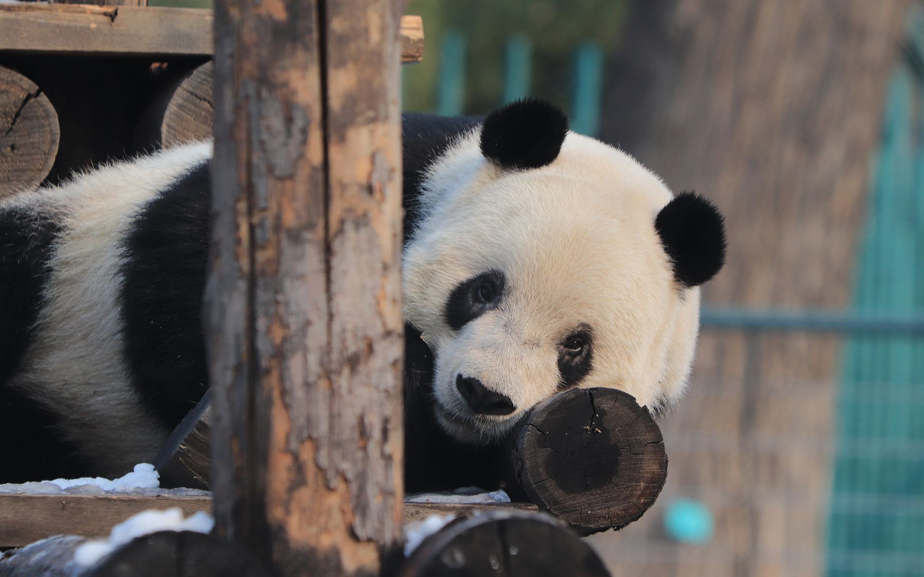 大熊猫萌二 笑笑睡觉,哒哒抢镜20200106