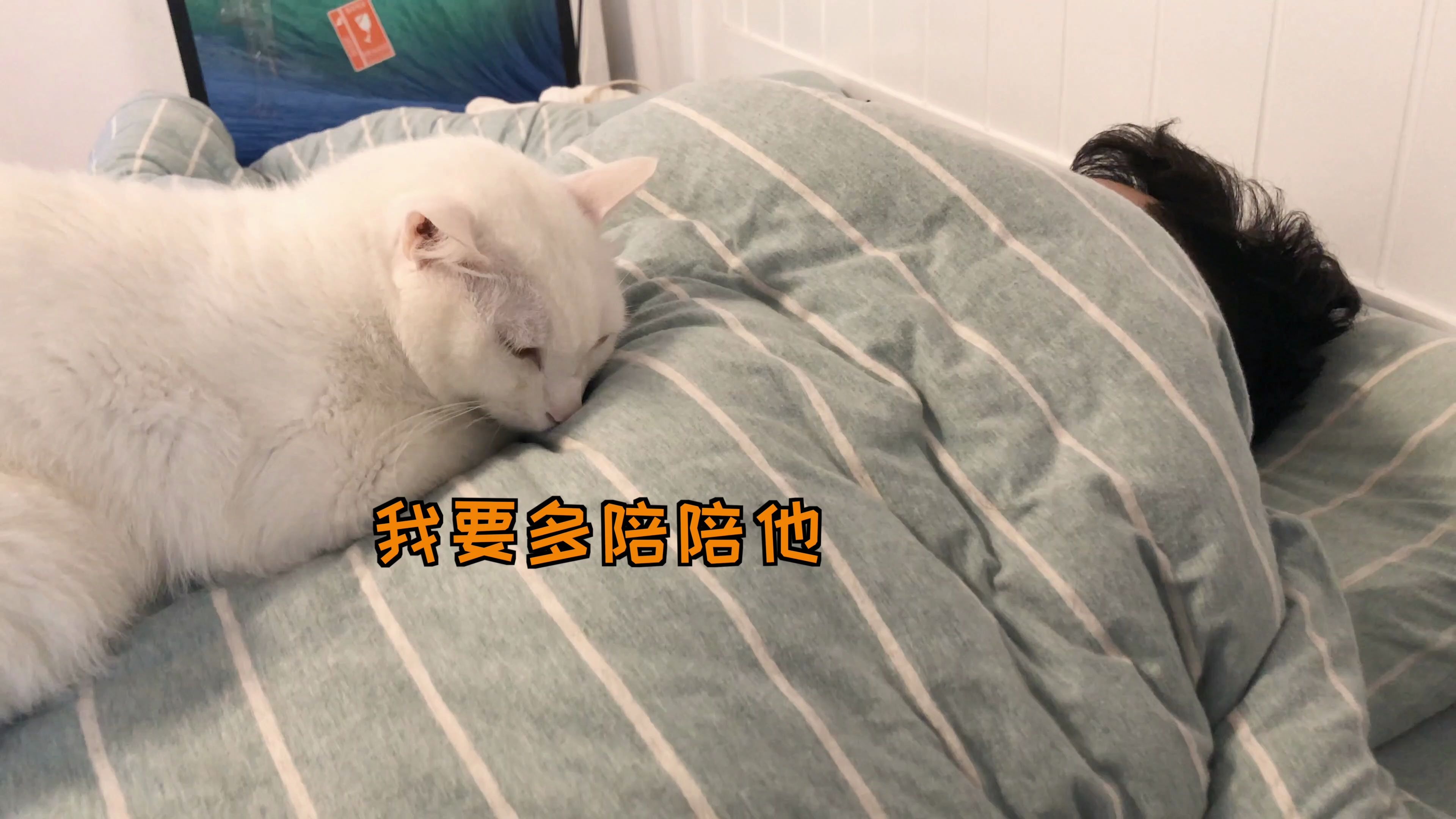 [图]男朋友和猫不能一起养，容易有失恋的感觉