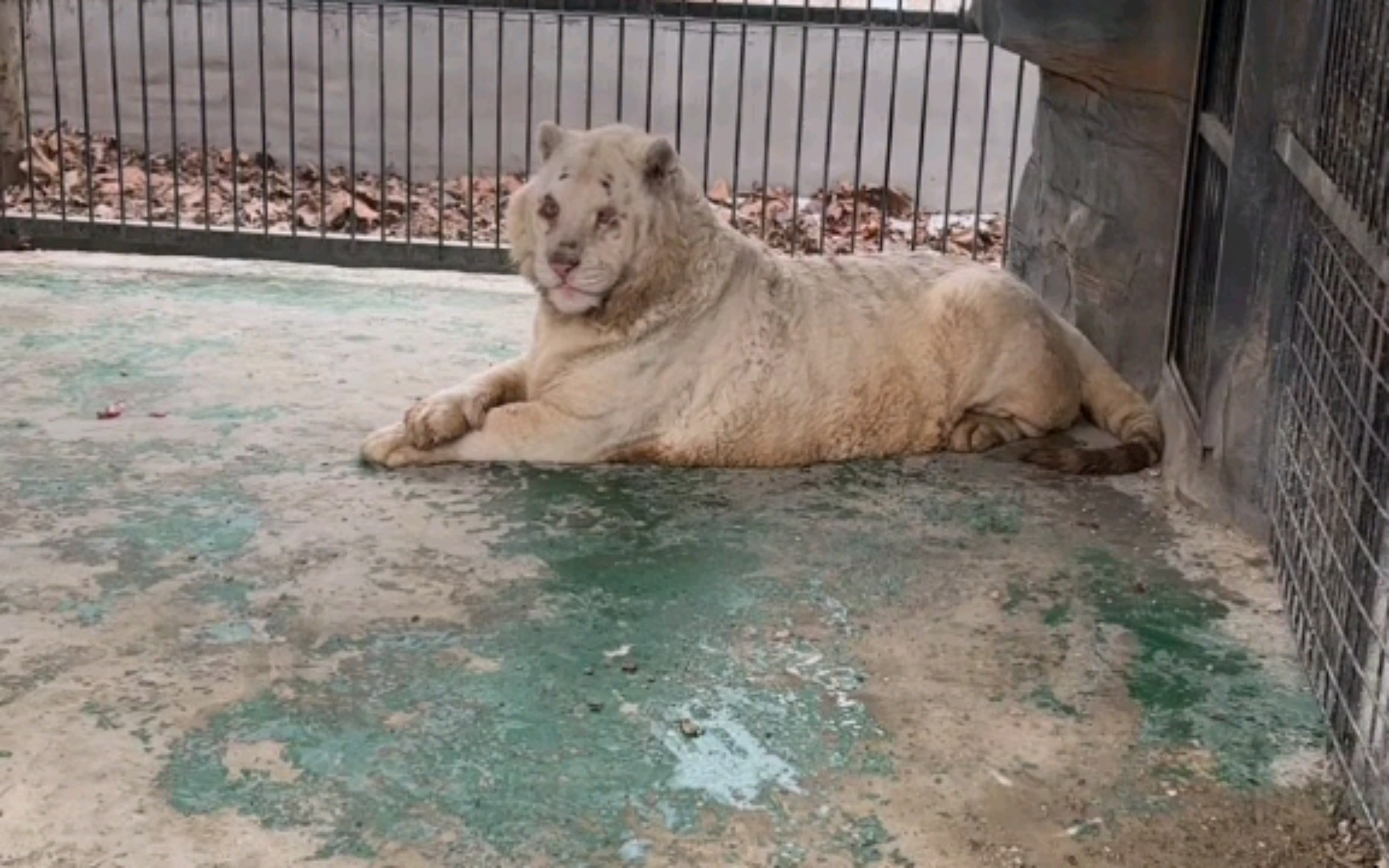 白虎虽然腿瘸了但是吃的很胖,东北老虎不怕人