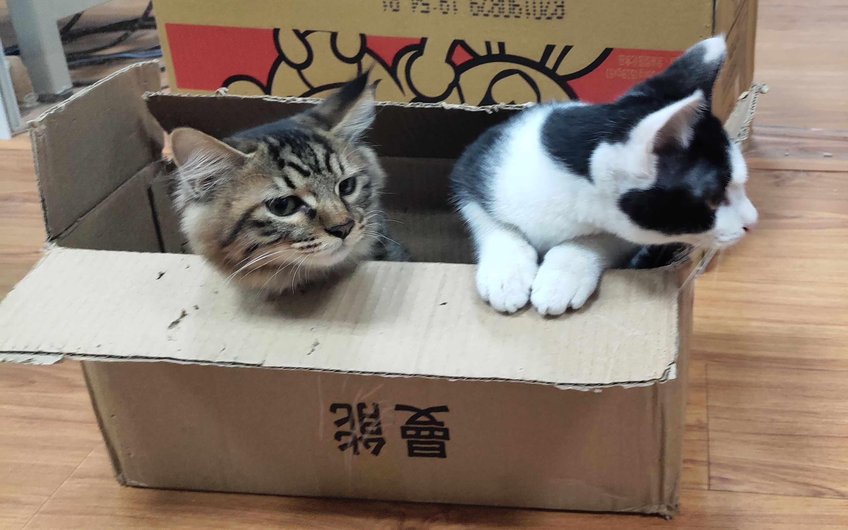 麦克斯韦与特斯拉