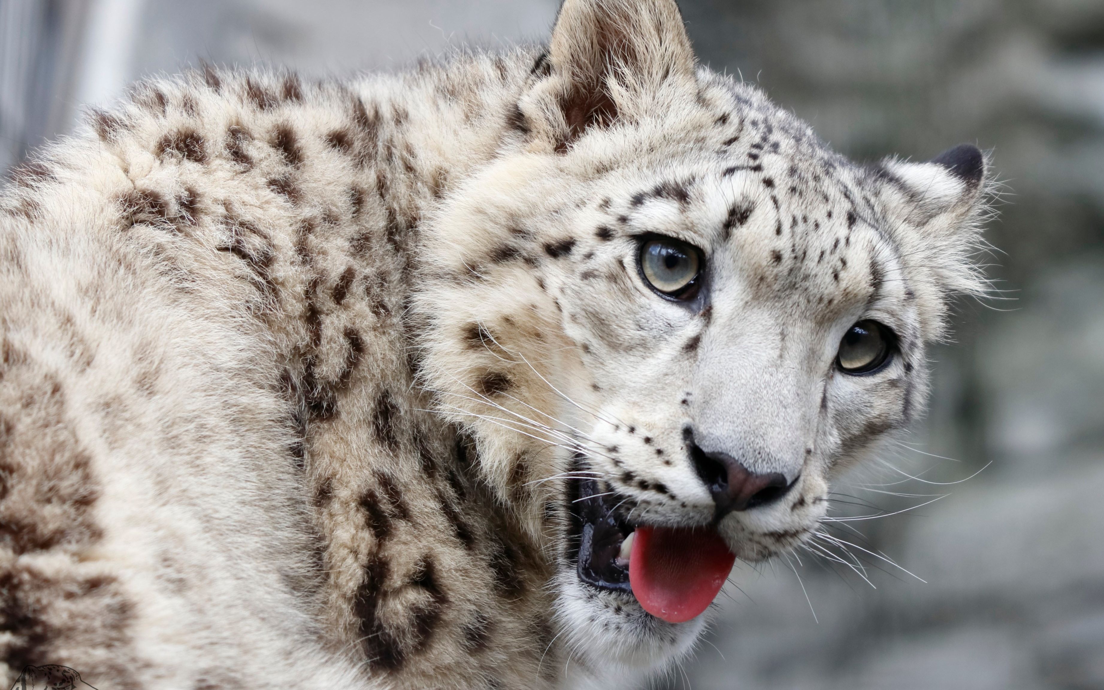 [雪豹][搬运]ユーリ成长记录(魔鬼时长预警)