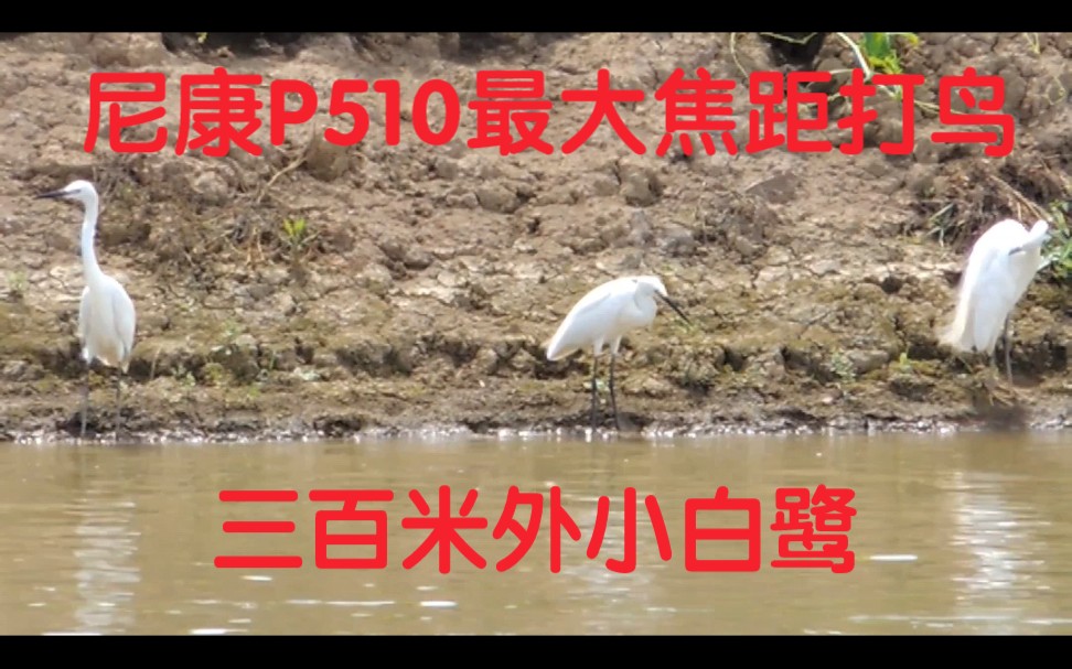 尼康P510 1000mm焦段打鸟小白鹭哔哩哔哩bilibili