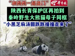 Descargar video: “和妈妈一起出门”陕西长青保护区再拍到秦岭大熊猫母子同框影像“小黑芝麻汤圆跌跌撞撞走来了”