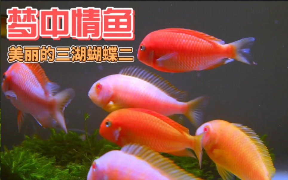 迷人的三湖坦湖蝴蝶太阳斑凤蝶白化虎皮蝴蝶