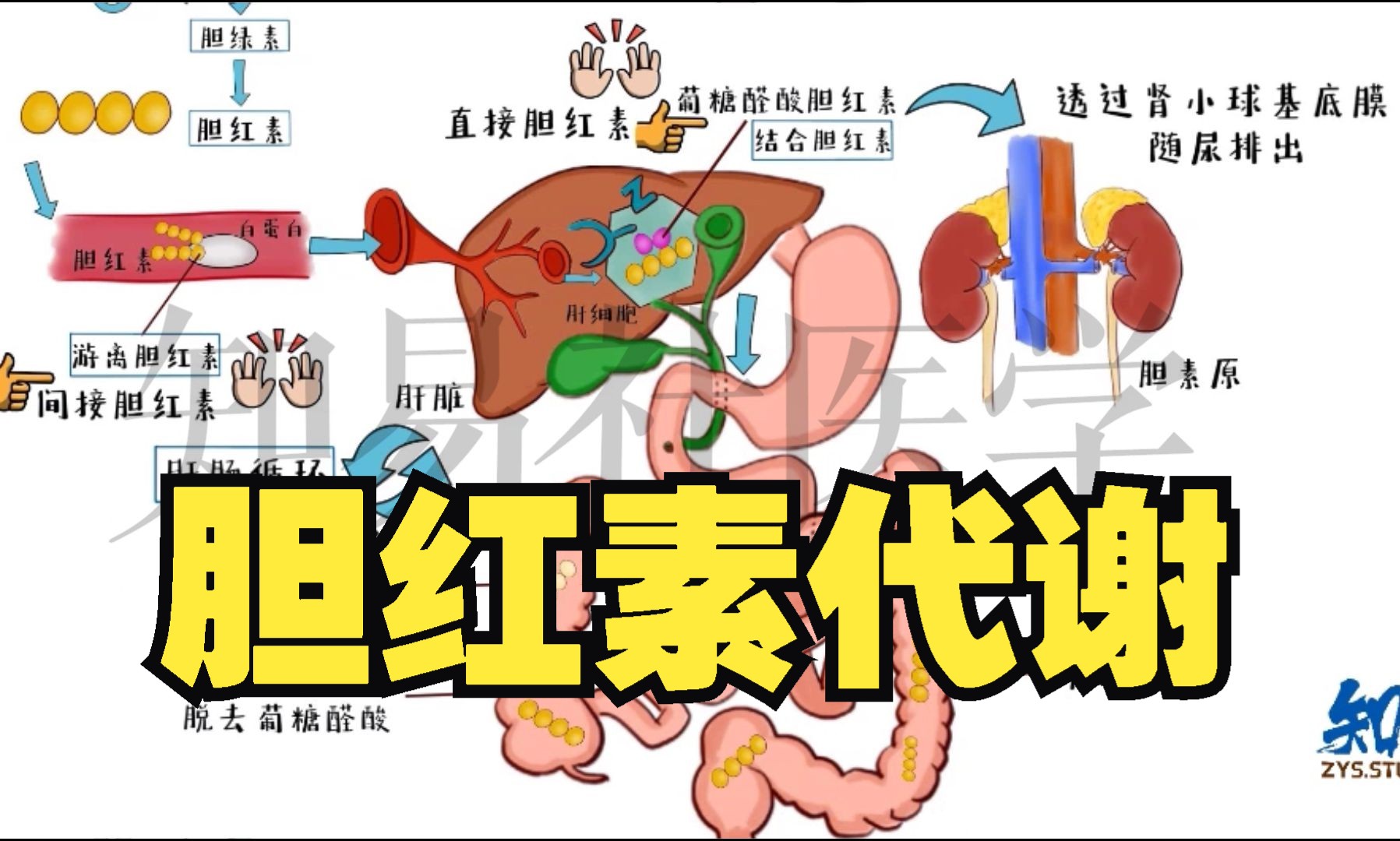 胆红素代谢途径图ppt图片