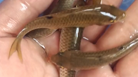 鱼苗百科:军鱼苗属于淡水鱼苗,品质高