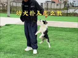 下载视频: 幼犬扑人乱咬怎么教